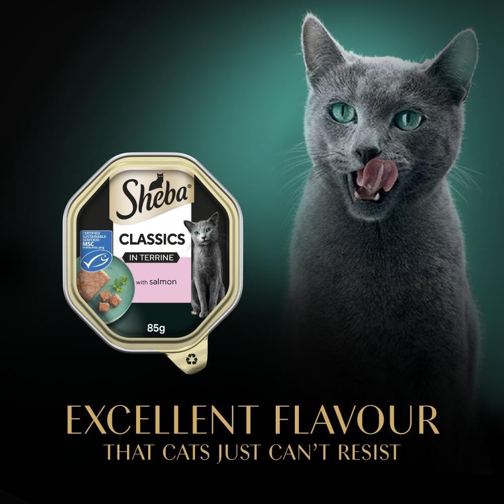 Sheba Classics Cat Food Tray with Salmon in Terrine 2x11x85g
