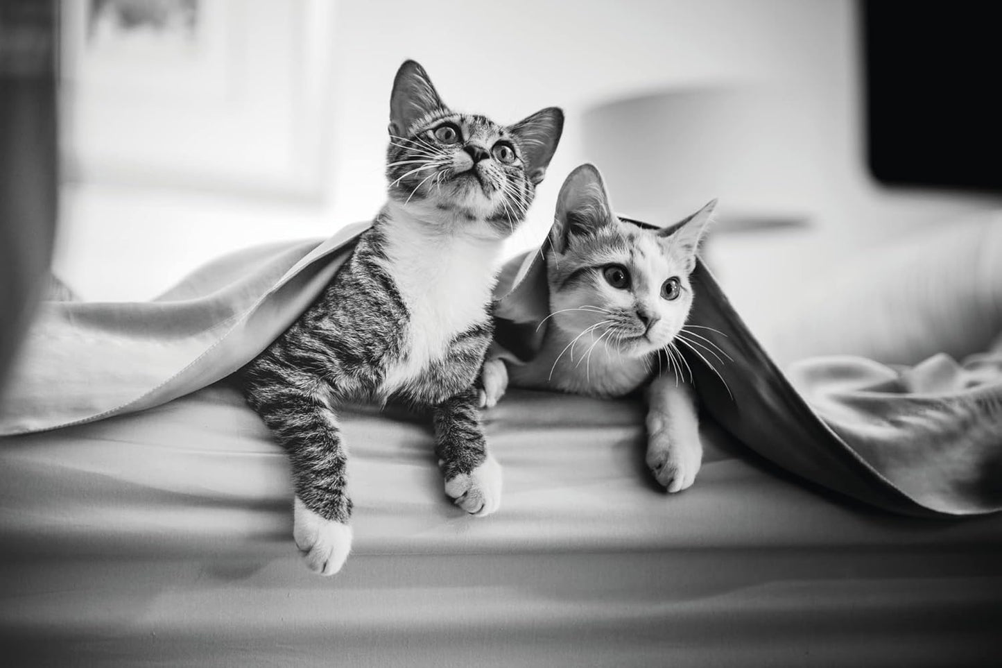 Frontline For Cats (Frontline Plus For Cats)