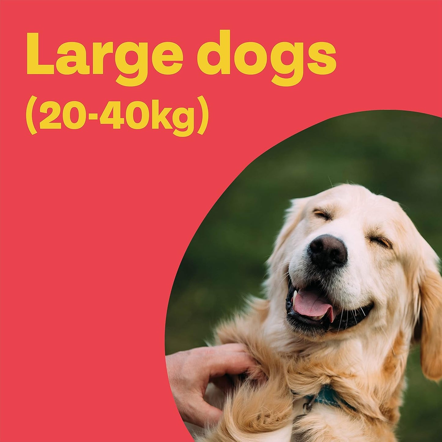 Bob Martin Clear Spot On Flea Treatment for Large Dogs (20-40kg) - Kills Fleas & Ticks (3 Pipettes)