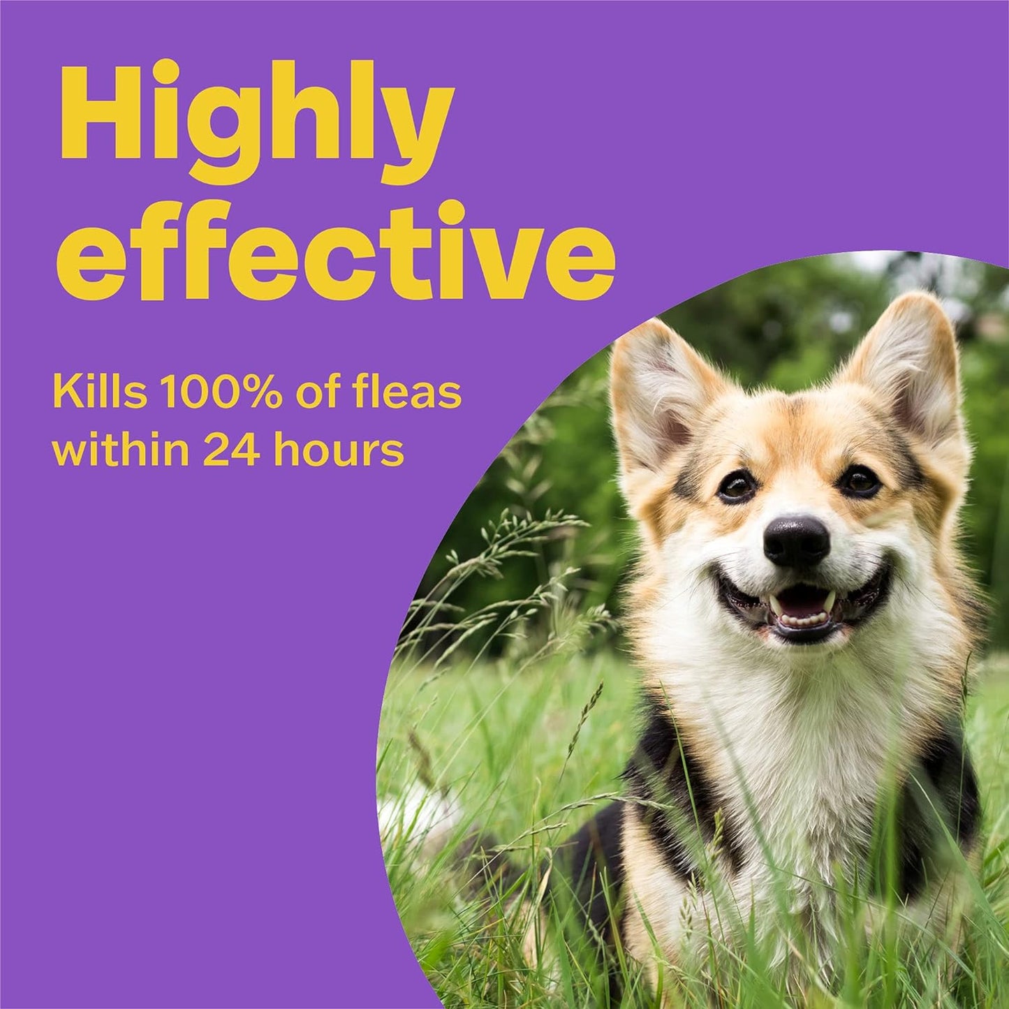 Bob Martin Clear Flea Treatment for Small Dogs and Puppies (3 Tablets) - Kills 100 Percent of Fleas within 24 Hours (up to 11kg)