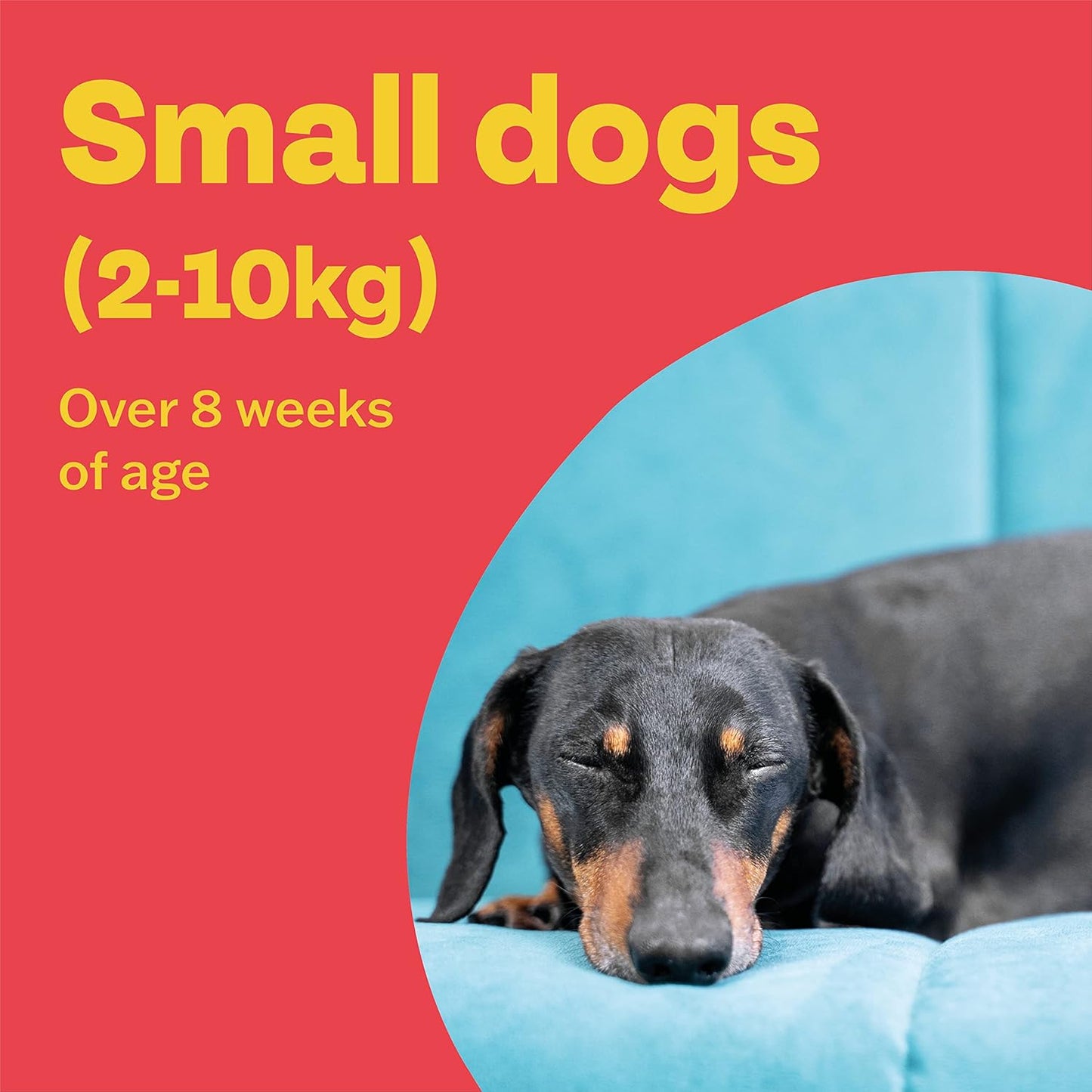 Bob Martin Clear Plus Spot On Flea Treatment for Small Dogs (2-10kg) - Kills Fleas, Ticks, Lice and Flea Eggs (3 Pipettes)