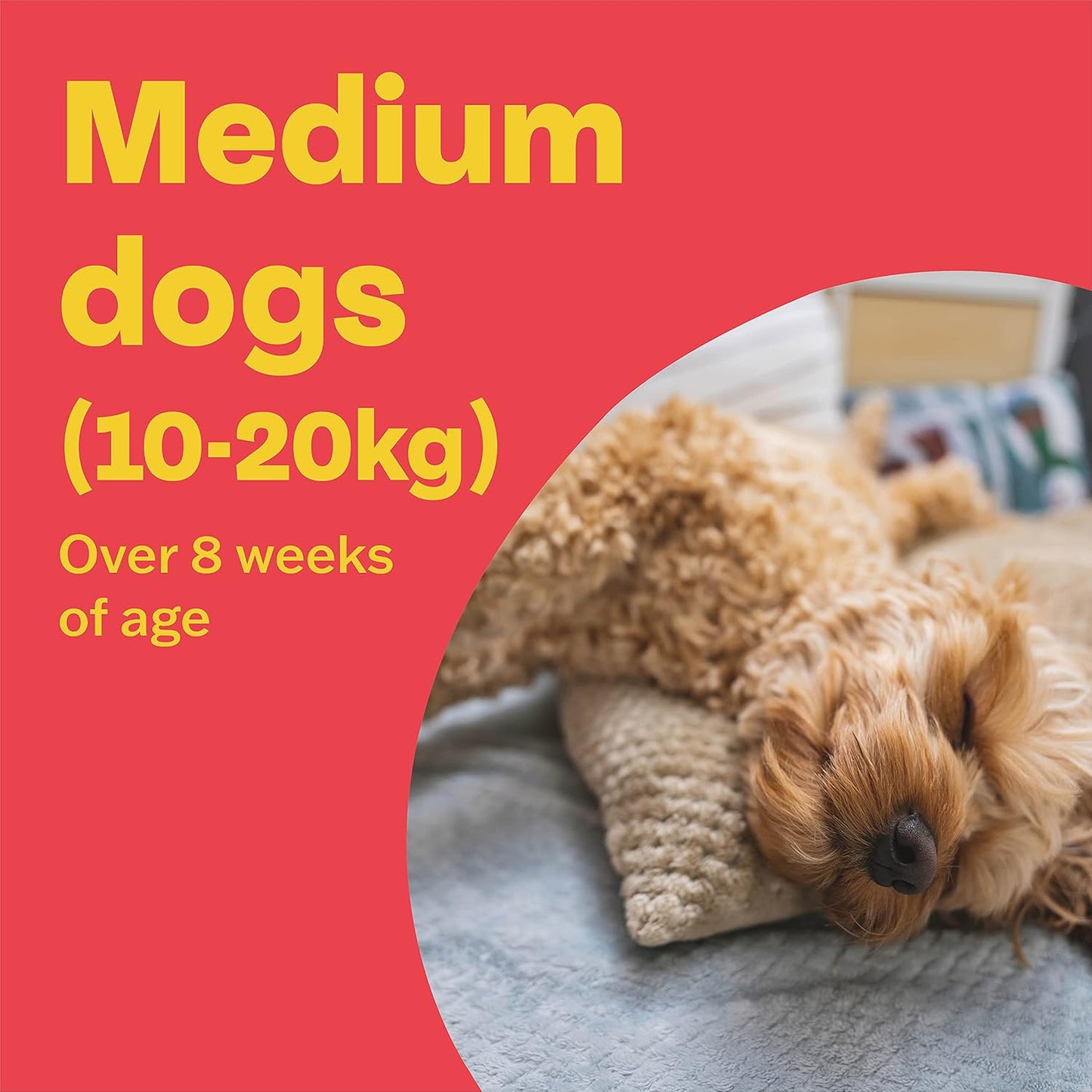 Bob Martin Clear Spot On Flea Treatment for Medium Dogs (10-20kg) - Kills Fleas & Ticks (3 Pipettes)