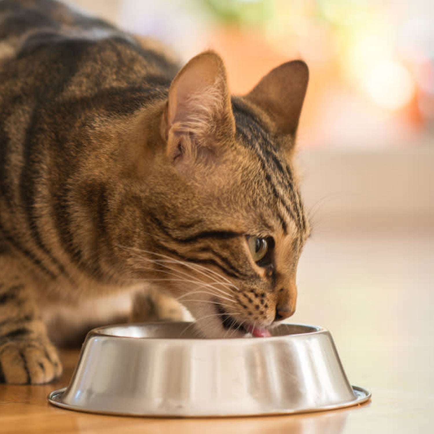 Cat Food