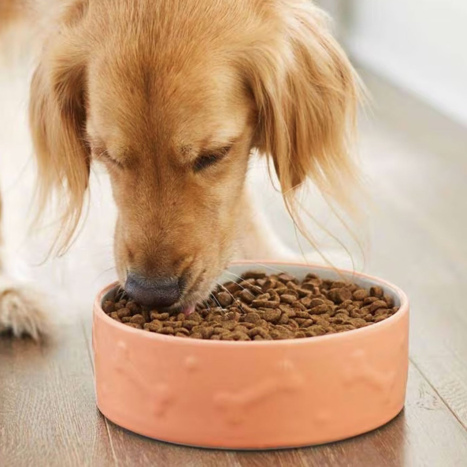 Dog Food