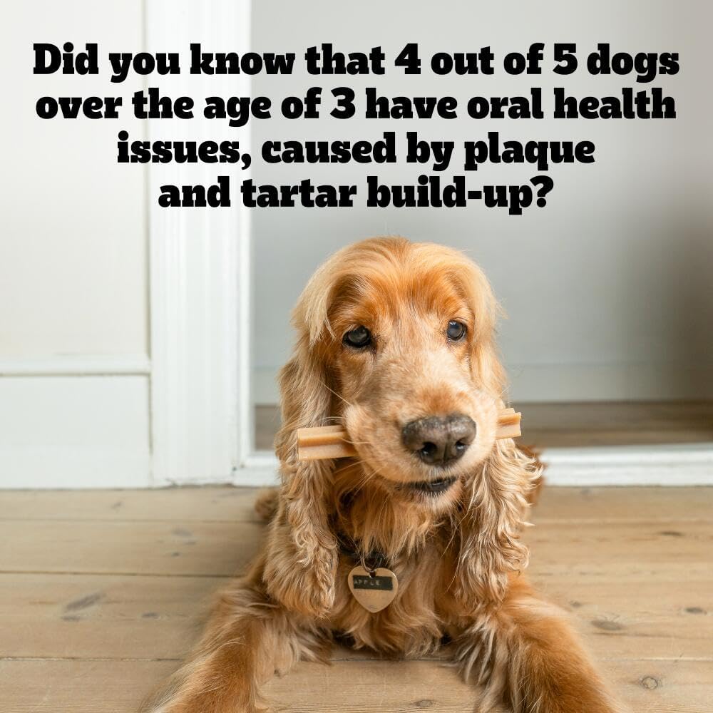 Pedigree Dentastix - Daily Dental Care Chews, Small Dog Treats from 5-10 kg, 10 Bags (10 x 110 g/Total of 70 Sticks)